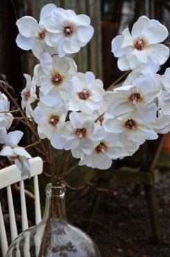 Magnolia, sidenblomma