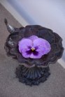 F�gelbad "Anemone"