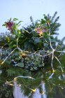 Ljusslinga Dew Drops, ute/inne