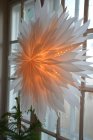 Pappersstjrna, DIS, 60 cm, TER I LAGER