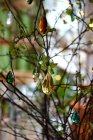 Droppe, Yellow Topaz, 38 mm