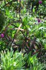 Klot Tagliatelle Litet, Eldgarden