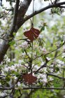Ginkgo, mobil rost, Eldgarden