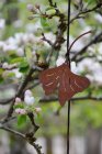 Ginkgo, mobil rost, Eldgarden