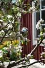 Silverklot p band, Eldgarden
