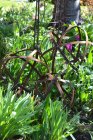 Klot Tagliatelle Litet, Eldgarden