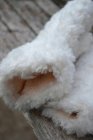 Teddyvantar vintervita