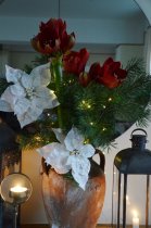 Julstjrna vit, klmma