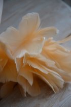 Fj�derknippen "Blomma", aprikos