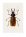 Macrodontial cervicornis cervicornis B1