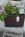 V�ska Hinza, Green Plastic stor Brun