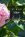�rh�nge bl� droppar, Gemini