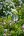 Glasklot p� pinne, klarglas, 100 mm