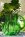 Glaskanna gr�n