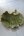 Ginkgo fat
