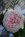 Pion, konstgjord, aprikos/rosa
