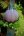 Pumpaljus, rosa