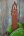 Ljus sticks, rostiga, stora