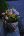 Solcellsljusslinga, Dew Drops