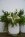 Bonfire Stj�rna belysning