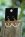 �rh�nge Tree of Life, m�nsten