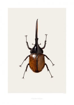 Dynastes hercules B5