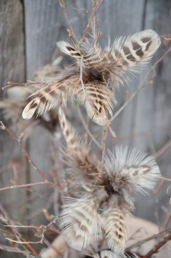 Fj�derknippen "blomma" melerade