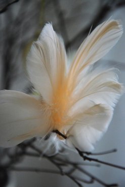 Fj�derknippen "Blomma", aprikos