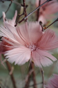Fjäderknippen, "Blomma", gammelrosa