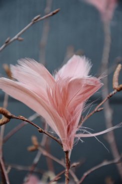 Fjäderknippen, "Blomma", gammelrosa