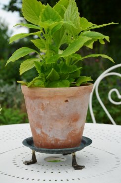 Krukfat med tassar melerad, "Joakim", stor