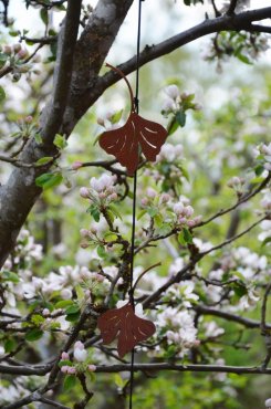 Ginkgo, mobil rost, Eldgarden