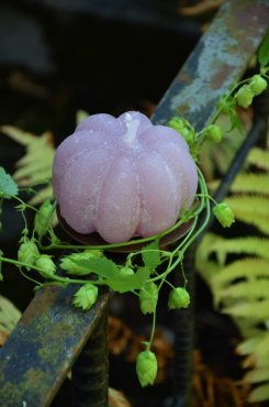 Pumpaljus, rosa