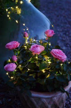 Solcellsljusslinga, Dew Drops