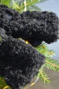 Teddyvantar svarta